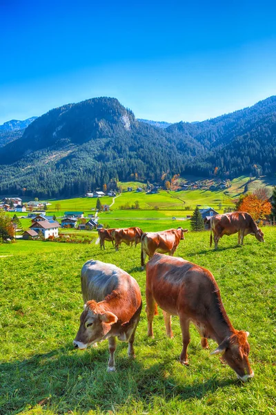 Alpejskie Zielonych Pól Krowy Łąkach Pobliżu Miejscowości Gosau Jesienny Dzień — Zdjęcie stockowe