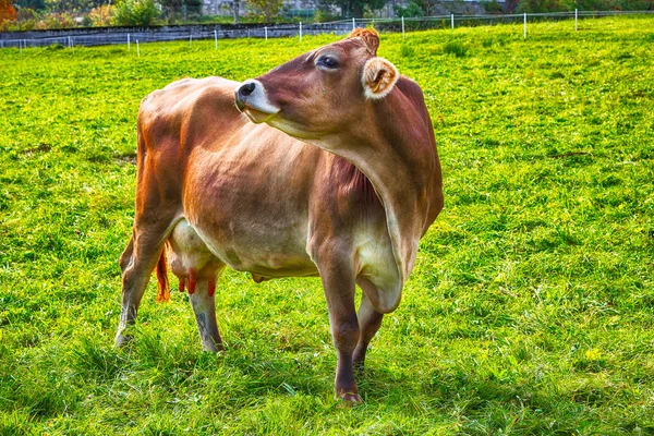 Alpejskie Zielonych Pól Krowy Łące Pobliżu Miejscowości Gosau Jesienny Dzień — Zdjęcie stockowe