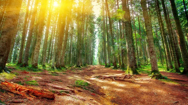 Ağaçların Arasından Parlayan Güneş Son Çam Ormanı Doğal Doğal Peyzaj — Stok fotoğraf
