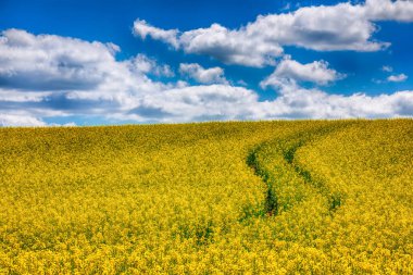 Kolza alan açık havada bahar aylarında çiçeklenme. Dramatik mavi gökyüzü