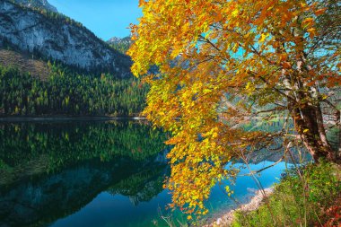 Güzel manzara pastoral renkli sonbahar sahne ile kristal berraklığında Gosausee dağ Gölü, sonbaharda yansıtan Dachstein Dağ Zirvesi. Salzkammergut bölge Upper Austria