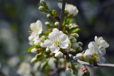 Bir bahar gününde kiraz çiçekleri çiçek. Sığ derinlik-in tarla