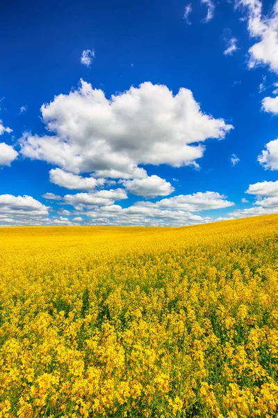 Campo Floración Colza Aire Libre Primavera Dramático Cielo Azul — Foto de Stock