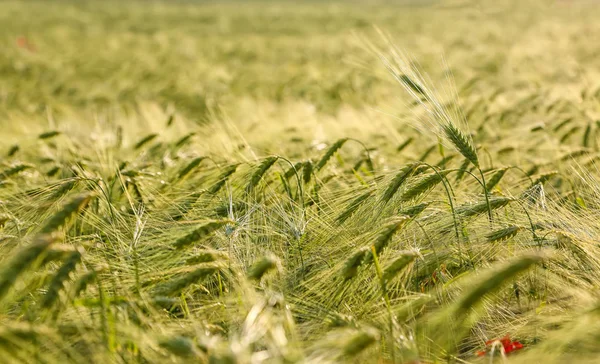 Wheat Field Sunny Day Wheat Oat Rye Barley Unripe Field — Stock Photo, Image