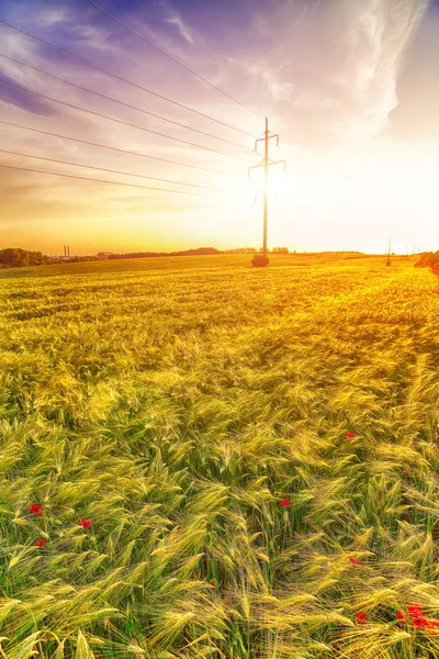 Prachtige Zonsondergang Boven Gele Tarweveld Verticale Schieten — Stockfoto