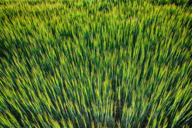 Yaz arka plan yeşil buğday kulakları güneş ışığı altında. Buğday filizi güneşli