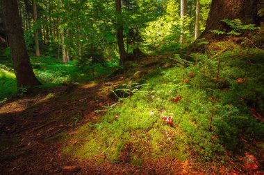 Orman manzara gövdeleri ve ağaçlar kron sayesinde güneş ışınlarının. Çam ormanı. Kontrastlı ışık ve gölge. Karpat bölge. Ukrayna