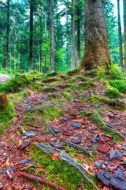 Yosun kaplı ağaç kökleri sonbaharda, ormanda. Sonbahar ormanıyla manzara. Güçlü eski ağaçlar Kökleri.