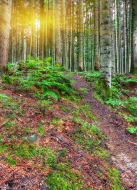 Ağaçların arasından parlayan güneş son çam ormanı. Doğal doğal peyzaj. Woodland ışığında. Karpat bölge. Ukrayna