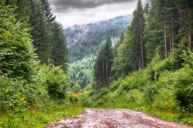 Yolu yağmurlu gün ormanın içinden. Islak orman tazelik