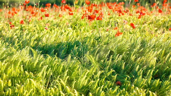 Wild Red Summer Poppies Wheat Field Meadow Wheat Poppy Nature — Stock Photo, Image