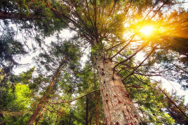 Buscando Verano Mezcla Árboles Forestales Bosques Canopy Fondo Gran Angular —  Fotos de Stock