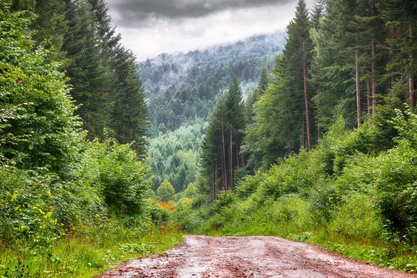 Yolu yağmurlu gün ormanın içinden. Islak orman tazelik