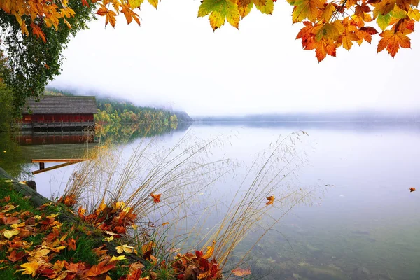 霧の深い朝湖 Altausseer を参照してください 朝の霧の秋シーン 黄色のもみじを葉します Altausseer を参照してください Liezen 地区のシュタイアー マルク州 — ストック写真