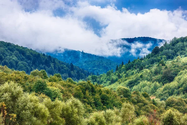 beautiful foggy mystic mountains. Fog clouds at the pine tree mystical woods, morning. Carpathian region. Ukraine. Europe