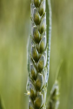 Yaz arka plan yeşil buğday kulakları güneş ışığı altında. Buğday güneşli günde filizlenir. Yakın çekim