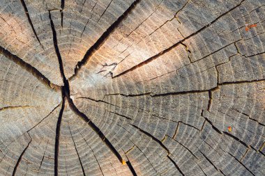 Eski ahşap doku doğal desenleri ile. Eski ağaç kesiti. Ahşap doku. Doğal arka plan.