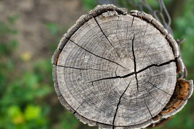 Eski ahşap doku doğal desenleri ile. Eski ağaç kesiti. Ahşap doku. Doğal arka plan.