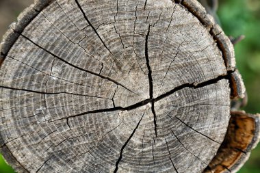 Eski ahşap doku doğal desenleri ile. Eski ağaç kesiti. Ahşap doku. Doğal arka plan.