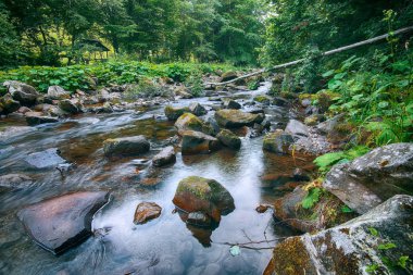 Peri dağ orman nehirde. Harika manzara ağaçlar, yeşil ile yaprak, taşlar ve bulanık su. Sarı güneş ışığı ile sihirli orman