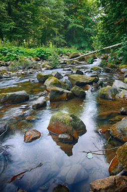 Peri dağ orman nehirde. Harika manzara ağaçlar, yeşil ile yaprak, taşlar ve bulanık su. Sarı güneş ışığı ile sihirli orman