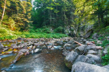 Peri dağ orman nehirde. Harika manzara ağaçlar, yeşil ile yaprak, taşlar ve bulanık su. Sarı güneş ışığı ile sihirli orman