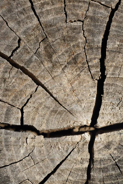 Oude Houtstructuur Met Natuurlijke Patronen Dwarsdoorsnede Van Oude Boom Textuur — Stockfoto