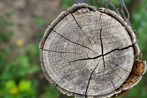 Eski ahşap doku doğal desenleri ile. Eski ağaç kesiti. Ahşap doku. Doğal arka plan.