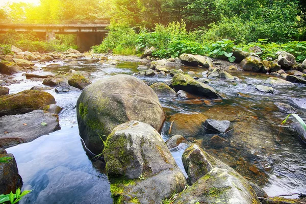강가에서 숲입니다 환상적인 흐린된 햇빛와 마법의 — 스톡 사진