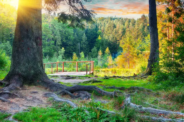 Pine Forest Last Sun Shining Trees Scenic Natural Landscape Sunlight — Stock Photo, Image