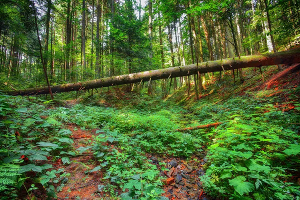 Staré Padlé Stromy Lese Falen Listy Podzim Západ Slunce Karpatské — Stock fotografie