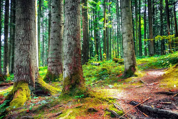 Borový Les Poslední Slunce Prosvítající Mezi Stromy Překrásné Přírodní Krajiny — Stock fotografie