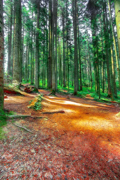Forêt Pins Avec Dernier Soleil Qui Brille Travers Les Arbres — Photo