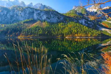 Güzel manzara pastoral renkli sonbahar sahne ile kristal berraklığında Gosausee dağ Gölü, sonbaharda yansıtan Dachstein Dağ Zirvesi. Salzkammergut bölge Upper Austria