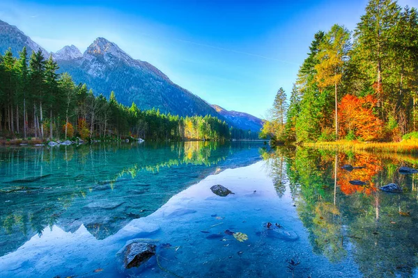 神奇的秋天的日出的腹地湖 Hintersee 湖绿松石水附近的树木的美丽场景 度假村拉姆绍 贝希特斯加登州国家公园 上巴伐利亚 德国阿尔卑斯山 — 图库照片