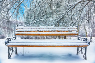 Park bankında ve tarafından ağır kar kaplı ağaçlar. Bol karlı Şehir Parkı