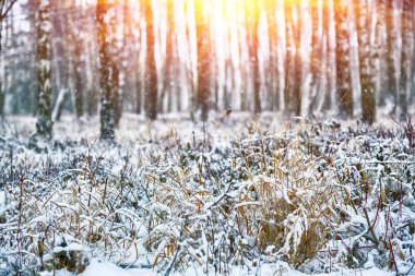 Şehir Parkı karla kaplı kurtçukları. Ayaz geceler. Sığ derinlik-in tarla