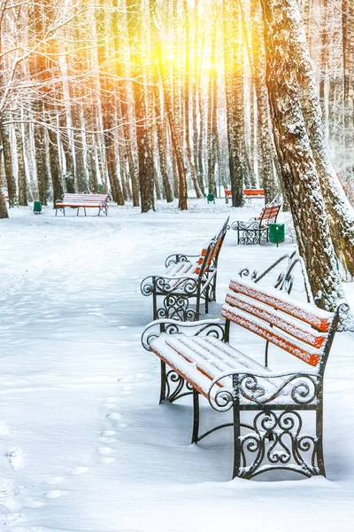 Park benches and trees covered by heavy snow. Lots of snow. Sunset time