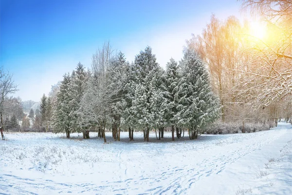 Árvores Natal Cobertas Neve Parque Cidade Muita Neve — Fotografia de Stock