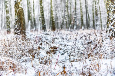 Şehir Parkı karla kaplı kurtçukları. Ayaz geceler. Sığ derinlik-in tarla