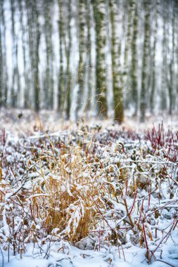 Şehir Parkı karla kaplı kurtçukları. Ayaz geceler. Sığ derinlik-in tarla