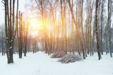 İlk olarak kurulan ağaçlar sokak. Kış döneminde Şehir Parkı