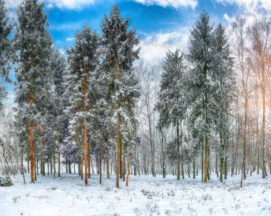 Noel ağaçları şehir parkı kar ile kaplı. Bol karlı