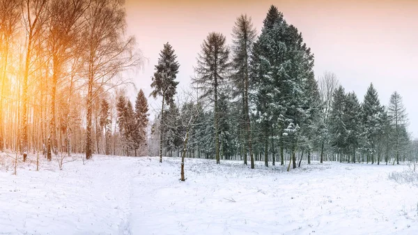Arbres Noël Couverts Neige Dans Parc Ville Beaucoup Neige Coucher — Photo