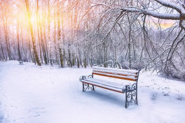 Park bankında ve tarafından ağır kar kaplı ağaçlar. Bol karlı. Günbatımı Zamanı