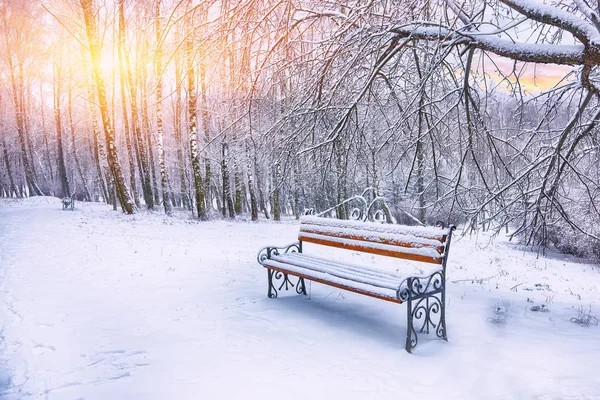 Park bankında ve tarafından ağır kar kaplı ağaçlar. Bol karlı. Günbatımı Zamanı