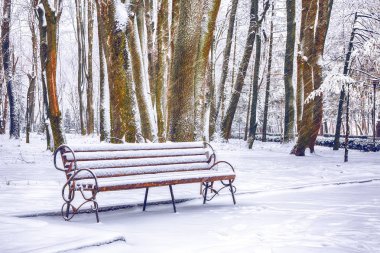 Park bankında ve tarafından ağır kar kaplı ağaçlar. Bir sürü şehir parkı karda. Kar fırtınası
