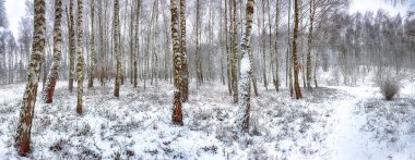 Huş ağacı orman manzara donmuş. Frost'un üzerinde huş ağaçları ile erken kış manzarası.