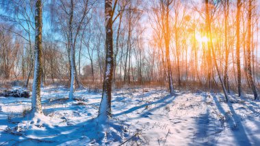 Günbatımı huş Grove'da. Beyaz şort huş ağaçlarının arasında altın güneş ışığı