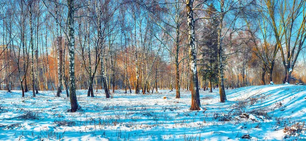 Sunset in the birch grove. Golden sunlight among white trunks of birch trees